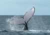 Smithsonian invita a observadores de ballenas a unirse a un proyecto de ciencia ciudadana