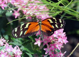 Las mariposas llegan a la ciudad de Panamá con el primer Mariposario Metropolitano