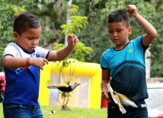 Panameños celebran el cumpleaños #8 del águila harpía Panamá