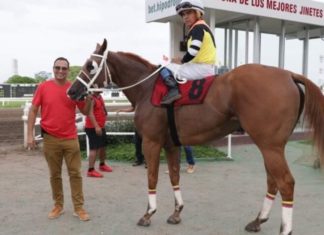 Venezolano Mario Estévez lidera la estadística de entrenadores en el hipódromo de Panamá