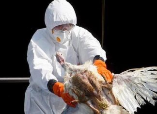 Panamá detecta el segundo caso de gripe aviar