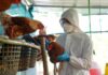 OMS alerta sobre la propagación persona a persona de la gripe aviar.
