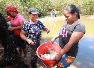 Mujeres emprendedoras panameñas generan ingresos con la cría de tilapias
